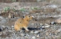 Pallas\'s Pika, Ochotona pallasi