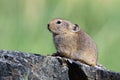 Pallas\'s Pika, Ochotona pallasi Royalty Free Stock Photo