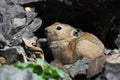 Pallas\'s Pika, Ochotona pallasi Royalty Free Stock Photo