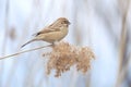 Pallas`s Reed Bunting Royalty Free Stock Photo