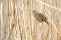 Pallas`s Reed Bunting Royalty Free Stock Photo