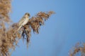 Pallas`s Reed Bunting Royalty Free Stock Photo