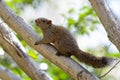 Squirrel on tree Royalty Free Stock Photo