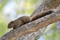 Squirrel on tree Royalty Free Stock Photo