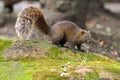 Pallas`s squirrel Callosciurus erythraeus, also known as the red-bellied tree squirrel sitting on a mossy stone Royalty Free Stock Photo