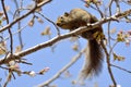 Squirrel in cherry blossom Royalty Free Stock Photo