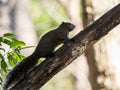 Pallas`s squirrel climbs a branch in a Japanese forest Royalty Free Stock Photo