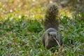 Pallas`s squirrel on the ground Royalty Free Stock Photo