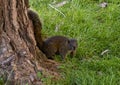 Pallas`s squirrel, a medium sized tree squirrel with over 30 subspecies in Antibes, France. Royalty Free Stock Photo