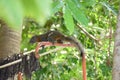 Pallas`s squirrel, Red-bellied squirrel Royalty Free Stock Photo