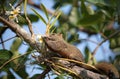 Pallas's squirrel or Red-bellied squirrel Royalty Free Stock Photo