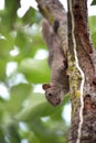 Pallas's squirrel or Red-bellied squirrel Royalty Free Stock Photo