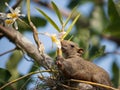 Pallas's squirrel or Red-bellied squirrel Royalty Free Stock Photo