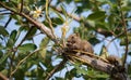 Pallas's squirrel or Red-bellied squirrel Royalty Free Stock Photo