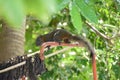 Red-bellied squirrel on steel bar Royalty Free Stock Photo