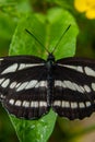Pallas sailer or common glider butterfly, Neptis sappho, guarding its territory