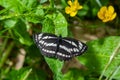 Pallas sailer or common glider butterfly, Neptis sappho, guarding its territory