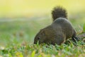 Pallas squirrel Royalty Free Stock Photo