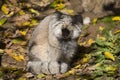 Pallas' young male, PallasÃÂ´ cat, Otocolobus manul