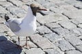 Pallass gull also known as great black-headed gull Ichthyaetus ichthyaetus Royalty Free Stock Photo