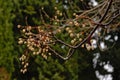 Palle Yellow medlar berries - Mespilus germanica