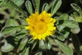 Pallenis maritima flower in garden blooming in spring