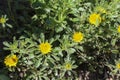 Pallenis maritima flower in garden blooming in spring