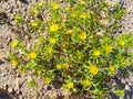 Pallenis Spinosa plant in the countryside