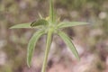 Pallenis spinosa Spiny Star wort or Golden Star medium-sized plant with beautiful yellow starry flowers on unfocused greenish-