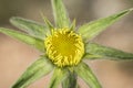 Pallenis spinosa Spiny Star wort or Golden Star medium-sized plant with beautiful yellow starry flowers on unfocused greenish-