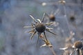 Pallenis spinosa, Spiny Starwort, Spiny Golden Star