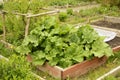 Pallet collars in garden