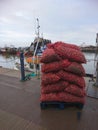 A Pallet of Oysters - These Oysters have been freshly offloaded at Whitstable Harbour