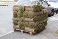 Pallet with stack of turf grass rolls lawn fresh grass to decorate landscape design in residential area Royalty Free Stock Photo