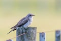 Pallid Cuckoo in Australia