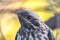 Pallid Cuckoo Chick in South Australia