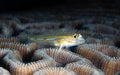 Pallid Goby, Coryphopterus eidolon, Bonaire. Caribbean Diving holiday