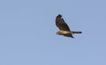 Pallid Harrier, Crete