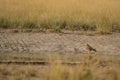 Pallid harrier or Circus macrourus with reflection in water for quenching thrist near waterhole at tal chhapar sanctuary rajasthan Royalty Free Stock Photo