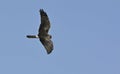 Pallid Harrier, Crete