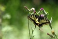 Pallid/pale swallowtail butterfly on flowers