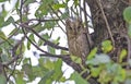 Pallid Scops Owl (Otus brucei)