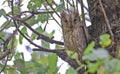 Pallid Scops Owl (Otus brucei)