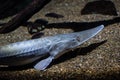 Pallid sturgeon on the bed of a river Royalty Free Stock Photo