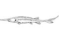 Pallid sturgeon or Scaphirhynchus albus Freshwater Fish Cartoon Drawing