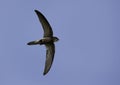 Pallid swift flying at Busiateen coast of Bahrain