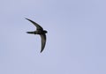 Pallid swift flying at Busiateen coast of Bahrain