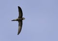 Pallid swift flying at Busiateen coast of Bahrain