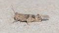 Pallid-winged Grasshopper resting on residential property\'s driveway