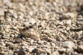 Pallid-winged grasshopper on a small stone under the sunlight